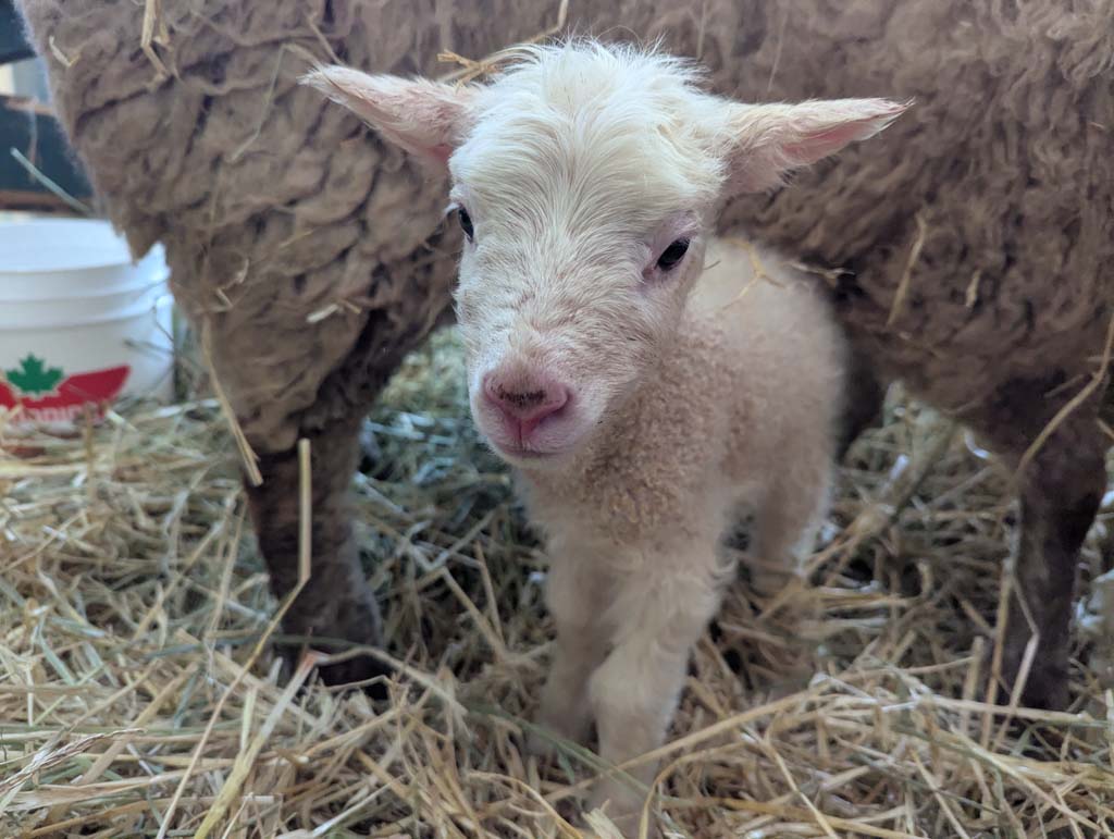 Happy Little Hobby Farm