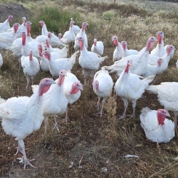 FoxRidge turkeys