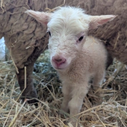 HappyLittleHobbyFarm 1000022167